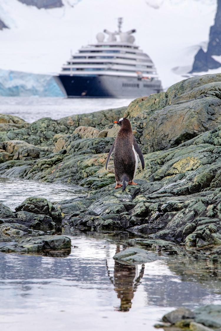 Scenic Eclipse no George's Point, na Antártida Scenic Eclipse no George's Point, na Antártida