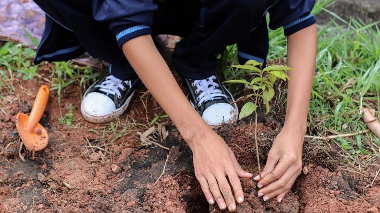 Cerca de 10 mil árvores já foram plantadas, incentivando o ativismo infantil e trazendo benefícios locais como ar mais puro, temperaturas mais amenas e alimentos saudáveis. - Formigas-de-embaúba/Zalika Produções - Formigas-de-embaúba/Zalika Produções