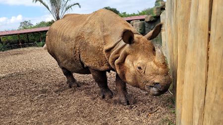 Animália Park abre para o público nesta sexta-feira - 05/07/2023 - Passeios  - Guia Folha