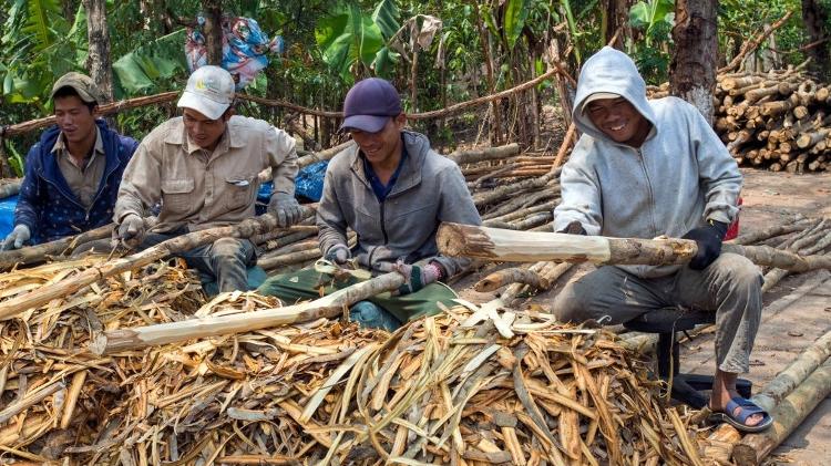 Trabalhadores vietnamitas descascando madeira na cidade de Kon Tum, Planalto Central, Vietnã.  - Leisa Tyler/LightRocket via Getty Images - Leisa Tyler/LightRocket via Getty Images