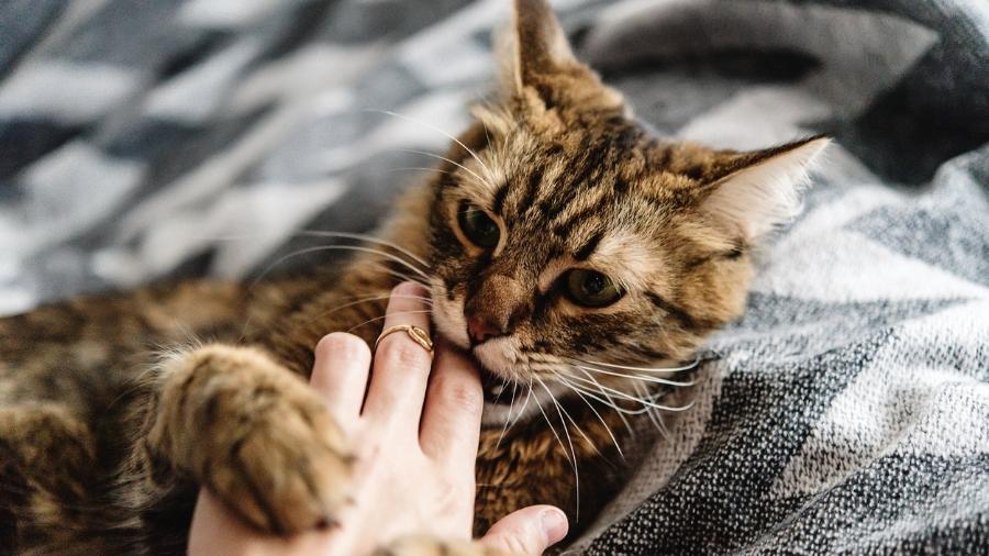 Para os gatos domésticos, o tutor pode ser visto como parte de sua "colônia" Para os gatos domésticos, o tutor pode ser visto como parte de sua "colônia"