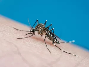 Dengue: São Paulo registra recorde com mais de 2 milhões de casos prováveis em 2024