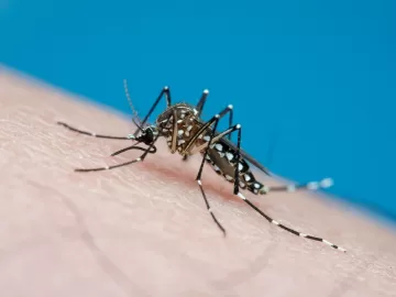 Além da virose no litoral, dengue também preocupa; veja como se proteger