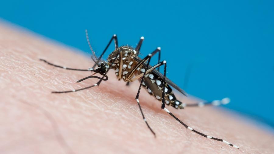 Brasil enfrentou neste ano epidemia sem precedentes de dengue