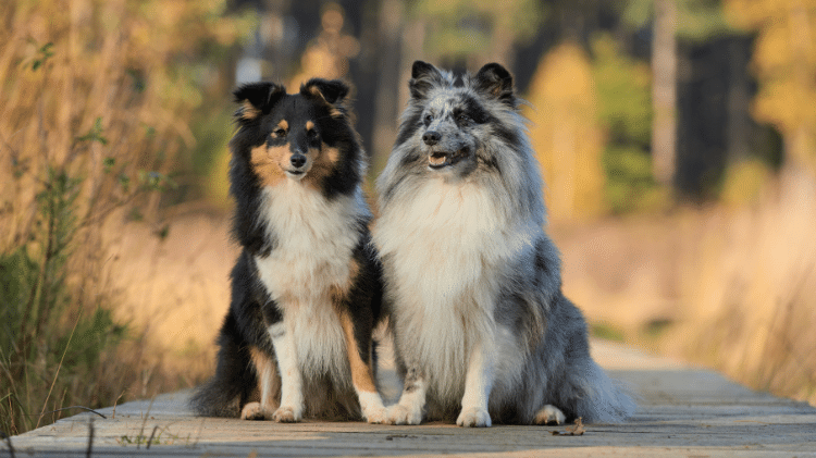 Shetland Sheepdog Shetland Sheepdog