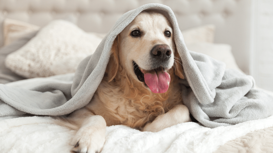 Enquanto os cães tendem a demonstrar dor com mais clareza, os gatos costumam esconder os sintomas Enquanto os cães tendem a demonstrar dor com mais clareza, os gatos costumam esconder os sintomas