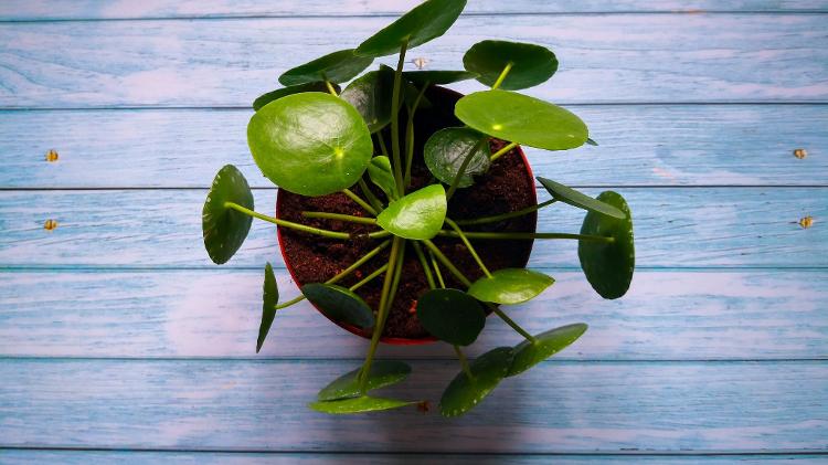 Olho no exagero de luz e água para deixar sua Pilea sempre saudável - Getty Images/iStockphoto - Getty Images/iStockphoto