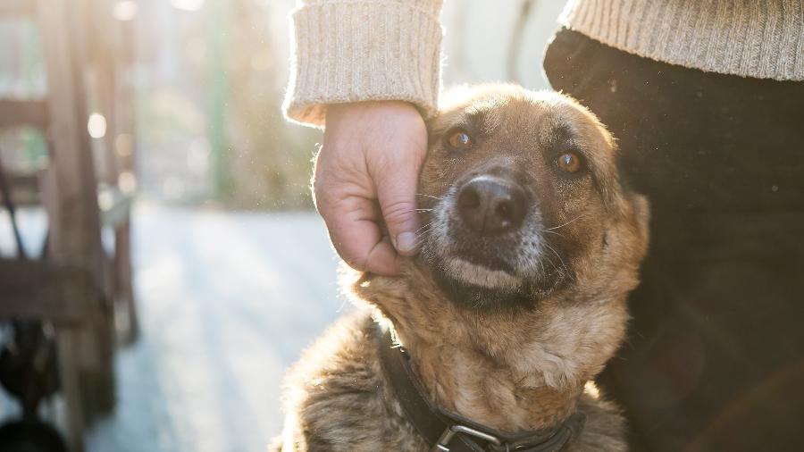A maioria dos cães prefere movimentos lentos, firmes e repetitivos
