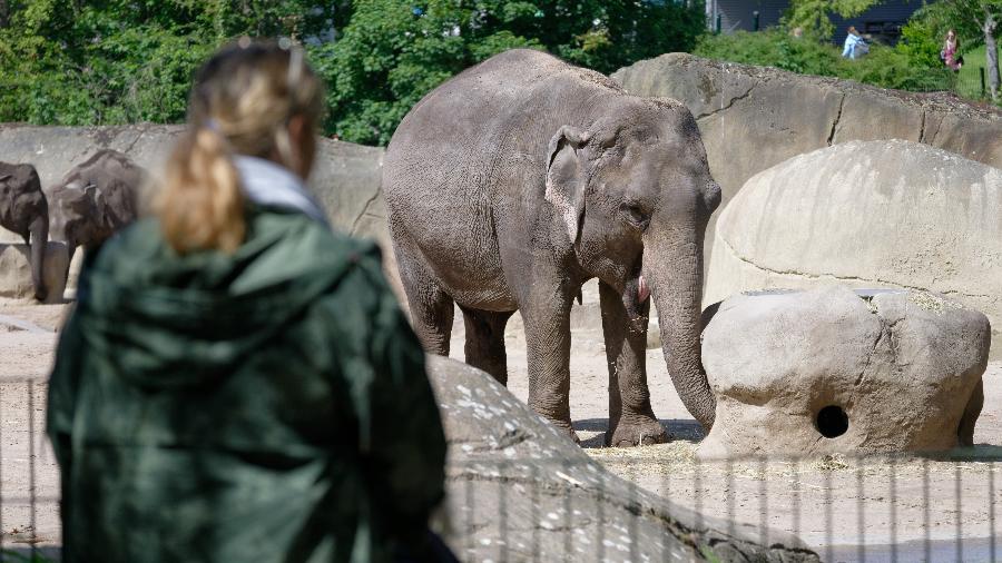 Visitante observa elefante do zoológico de Colônia, na Alemanha - picture alliance/dpa/picture alliance via Getty I