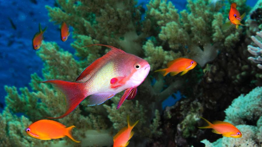 Peixe no Mar Vermelho