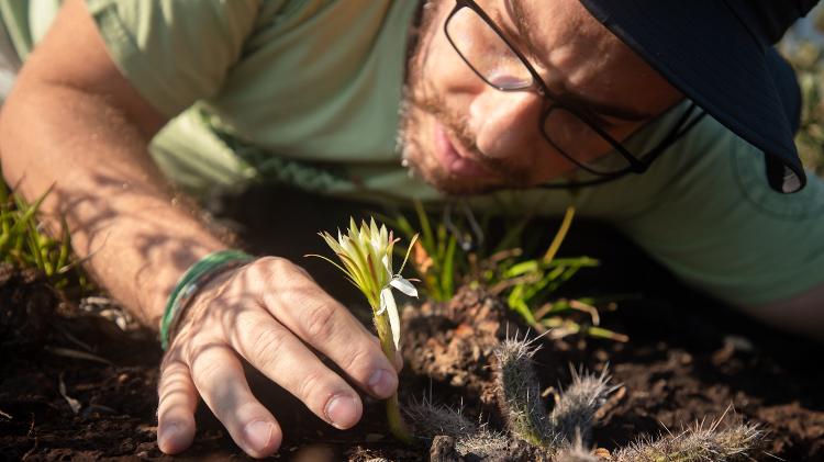 O professor Fernando Silveira examina um exemplar de Arthrocereus glaziovii, cacto ameaçado de extinção e endêmico do Quadrilátero Ferrífero, no Parque Estadual da Serra do Rola-Moça, MG O professor Fernando Silveira examina um exemplar de Arthrocereus glaziovii, cacto ameaçado de extinção e endêmico do Quadrilátero Ferrífero, no Parque Estadual da Serra do Rola-Moça, MG