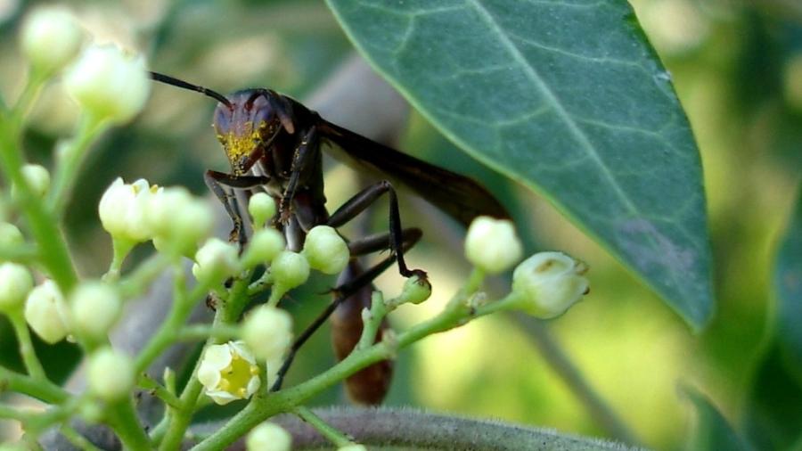 Para o desenvolvimento da pesquisa, são feitas coletas mensais em área de mata e de cultivo de mandioca em Guajará (AM) Para o desenvolvimento da pesquisa, são feitas coletas mensais em área de mata e de cultivo de mandioca em Guajará (AM)