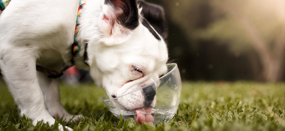 Hidratação e olho nos horários de passeio são essenciais para seu pet no calorão - Getty Images