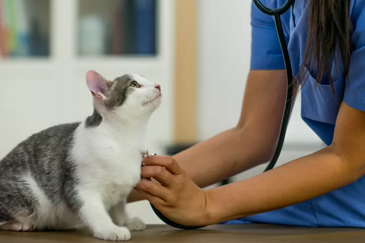 Gato em exame veterinário - Getty Images - Getty Images