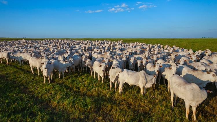 A gropecuária é o principal setor responsável pela emissão de gases de efeito estufa, que poluem o planeta - iStock - iStock