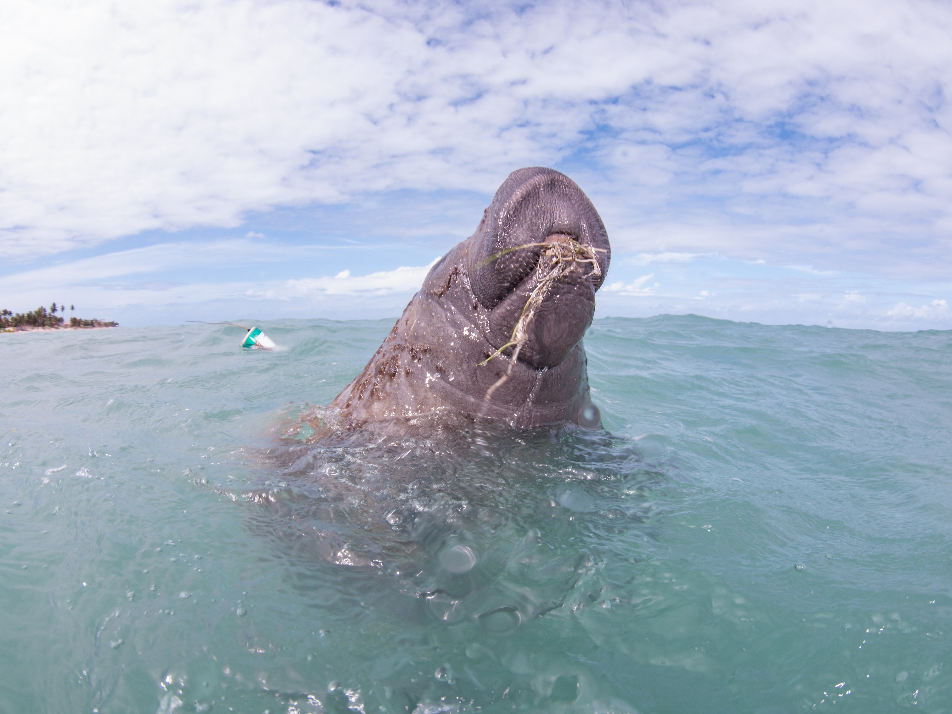 Fofura! Nasce 1° filhotinho de Mel, a peixe-boi que deixou cativeiro na PB  - 03/02/2023 - UOL ECOA