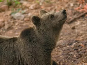 Grupo contrai parasita raro após comerem carne de urso em churrasco nos EUA