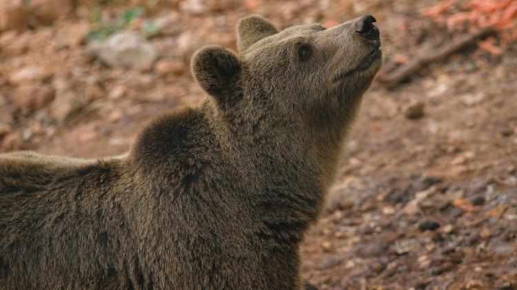 Urso pardo  - Getty Images/iStockphoto - Getty Images/iStockphoto