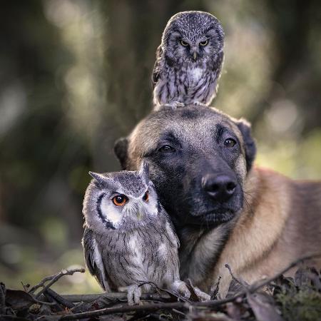 Cão e corujas fotografados por Tanja Brandt