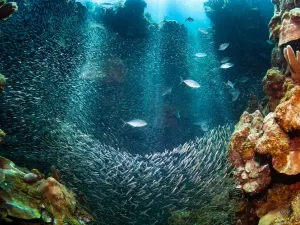 Enquanto nos impressionamos com Marte, nosso oceano continua esquecido