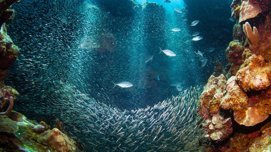 Ainda temos muito a descobrir sobre o ambiente que cobre mais de 70% da superfície terrestre