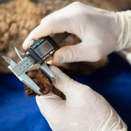 O registro de medidas do animal é uma das tarefas durante o procedimento de captura, que também inclui pesagem, análise da dentição, colocação de brinco e coleira e coleta de sangue, pelos e carrapatos O registro de medidas do animal é uma das tarefas durante o procedimento de captura, que também inclui pesagem, análise da dentição, colocação de brinco e coleira e coleta de sangue, pelos e carrapatos