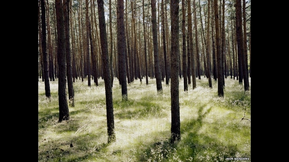 Forest in Brandenburg (2014), de Wim Wenders - Wim Wenders