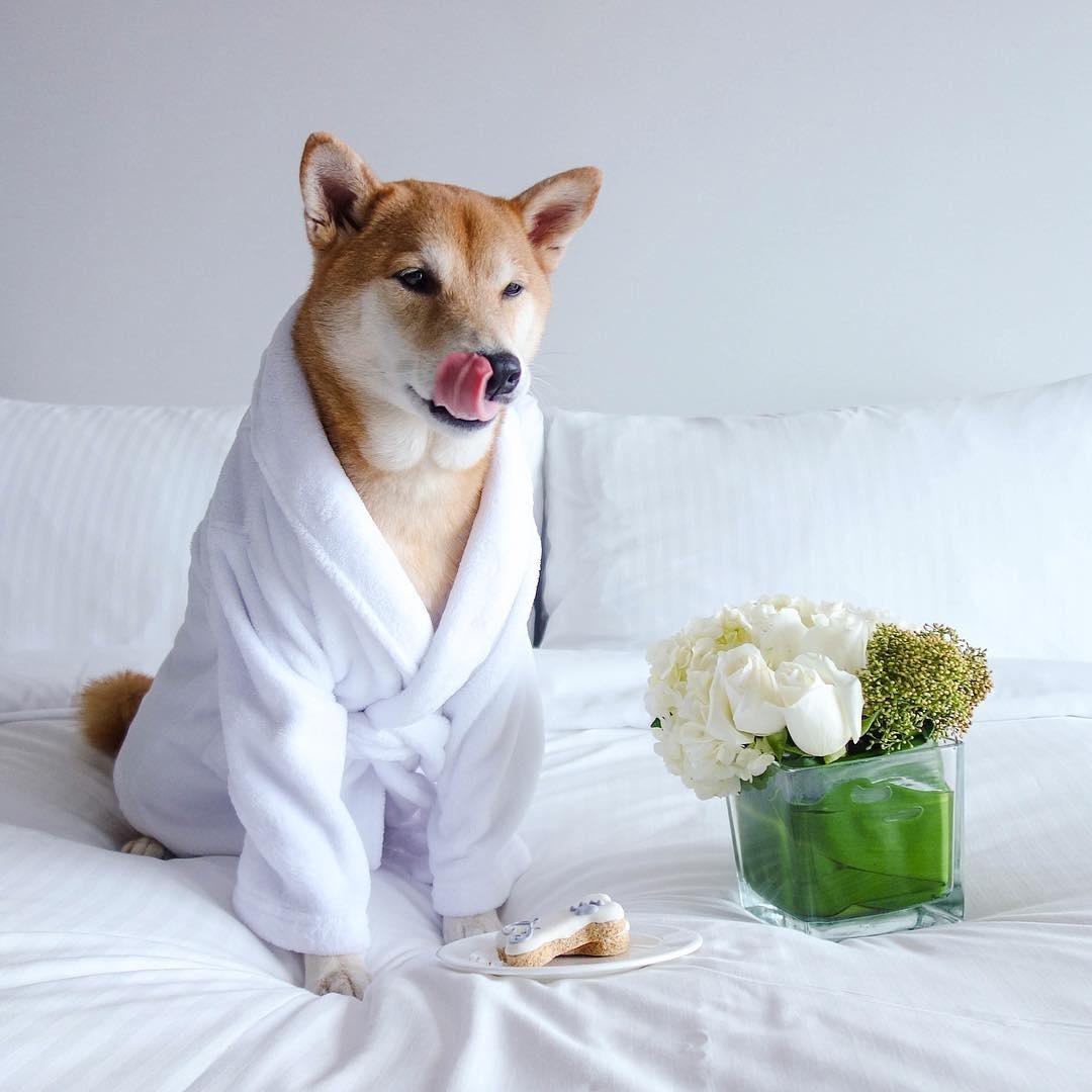 Bodhi, o Menswear Dog - Reprodução/Instagram