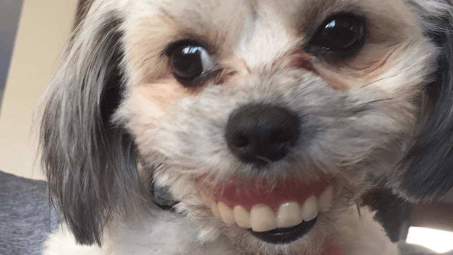 A cadelinha Maggie exibiu um sorriso para lá de simpático para as câmeras - Reprodução/Twitter