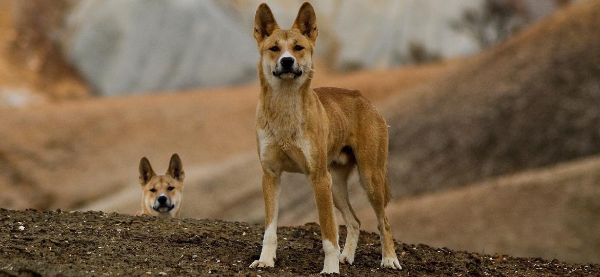 Parecidos com o cachorro "caramelo" brasileiro, o dingo é uma espécie nativa da Austrália - Getty Images