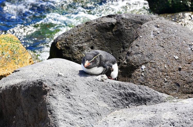 Pinguim pode ser visto próximo ao porto de Edimburgo dos Sete Mares, em Tristão da Cunha