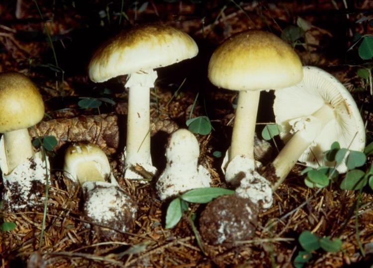 Conhecido como chapéu-da-morte, o Amanita phalloides é um dos cogumelos mais perigosos do mundo Conhecido como chapéu-da-morte, o Amanita phalloides é um dos cogumelos mais perigosos do mundo