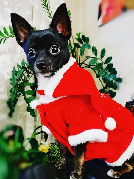 Donos de pets capricham no look de Natal de seus bichanos - Reprodução/@poppy310519