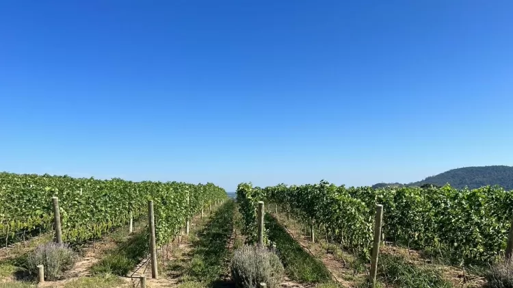 Vinhedo da vinícola Terra Nossa - Divulgação - Divulgação
