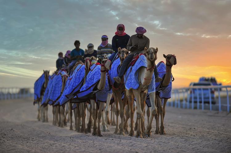 Corrida de camelos no Qatar - Shahania, Qatar - February 13, 2023: Practicing for camel racing at Shahania Camel  Racing Track. - hasan zaidi/Getty Images - hasan zaidi/Getty Images