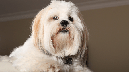Lhasa Apso