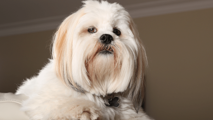Lhasa Apso