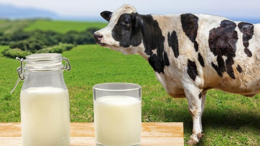 Quando se trata de adultos, as pesquisas sobre o efeito do consumo do leite de vaca são conflitantes - iStock
