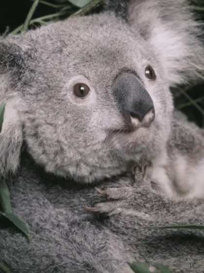 Coalas estão ameaçados de extinção, diz Austrália - BBC News Brasil