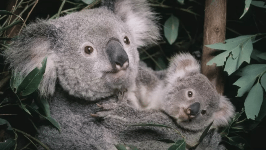 Os coalas sofreram uma perda dramática de habitat na Austrália - Getty Images