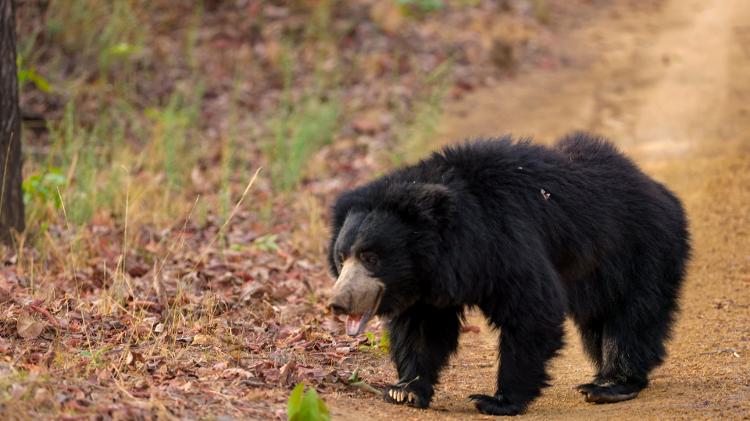 Urso-preguiça - Banu R/Getty Images/iStockphoto - Banu R/Getty Images/iStockphoto