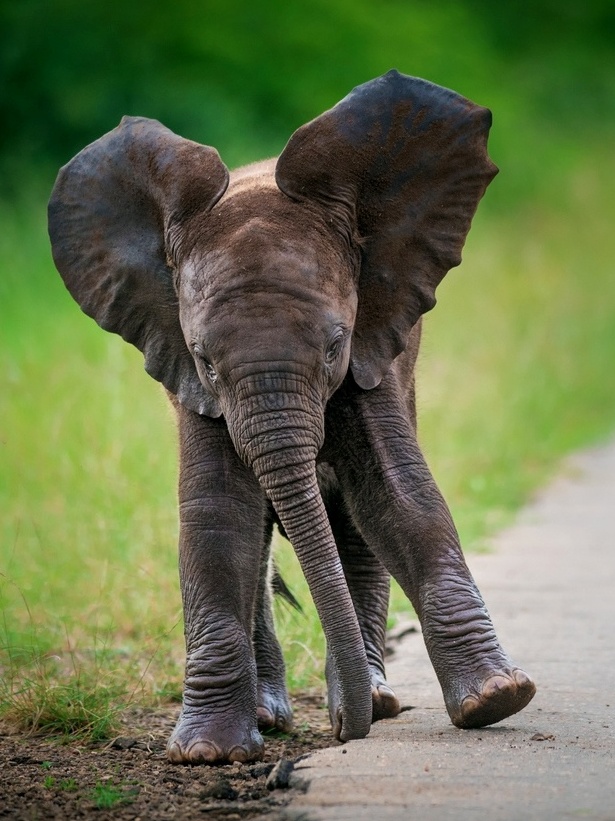Peso Do Elefante Recem Nascido Puff Elefante Mini Monde