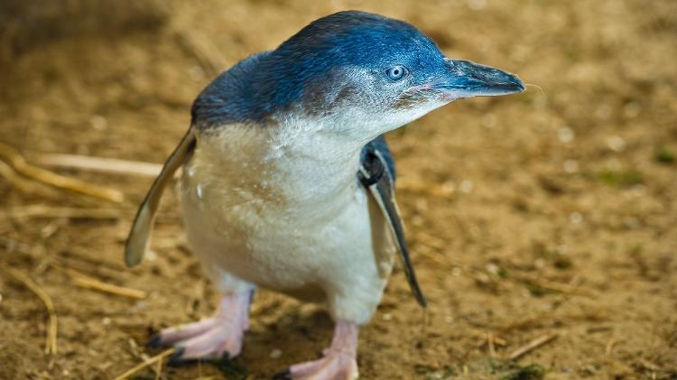 Pinguim-azul - Getty Images - Getty Images