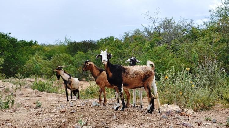 Criação de caprinos na Caatinga.