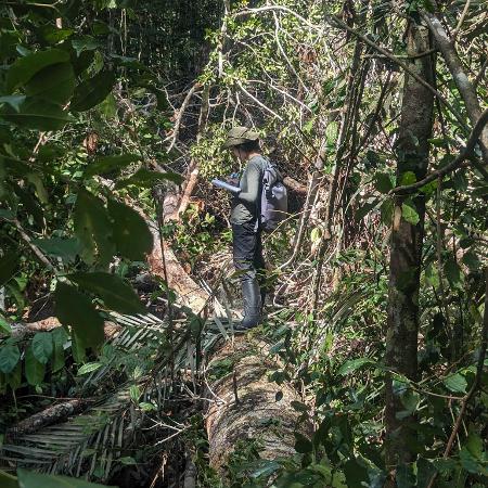 A pesquisadora Gisele Biem sobre o tronco de uma árvore gigante na Reserva Florestal Adolfo Ducke, na Floresta Amazônica