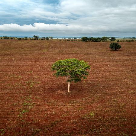 O avanço das plantações de soja no Cerrado ameaça a vida das raposas-do-campo e de outras espécies que dependem de paisagens nativas O avanço das plantações de soja no Cerrado ameaça a vida das raposas-do-campo e de outras espécies que dependem de paisagens nativas