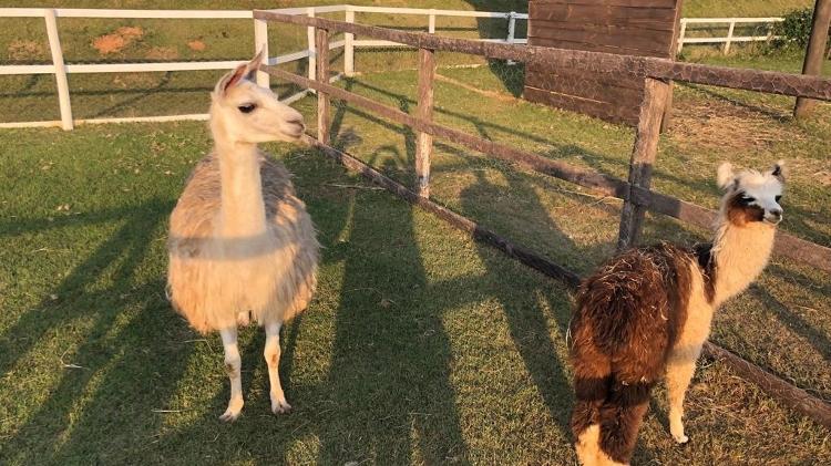 Lhamas voltarão para A Fazenda - Felipe Pinheiro/UOL - Felipe Pinheiro/UOL