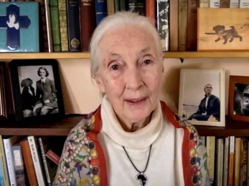 Jane Goodall: "Não deixarei que sujeitos como Trump e Bolsonaro me façam calar. Morrerei lutando"