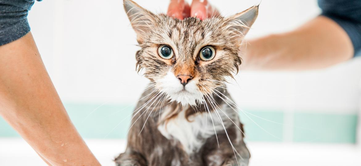 Seu gato não precisa ir para o chuveiro! Especialistas contam como ajudar o pet a ficar sempre limpinho e saudável - Getty Images