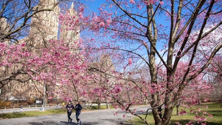 Início da floração das cerejeiras no Central Park, em Nova York, em março de 2023